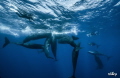   wonderful socialization time 13 spermwhales  